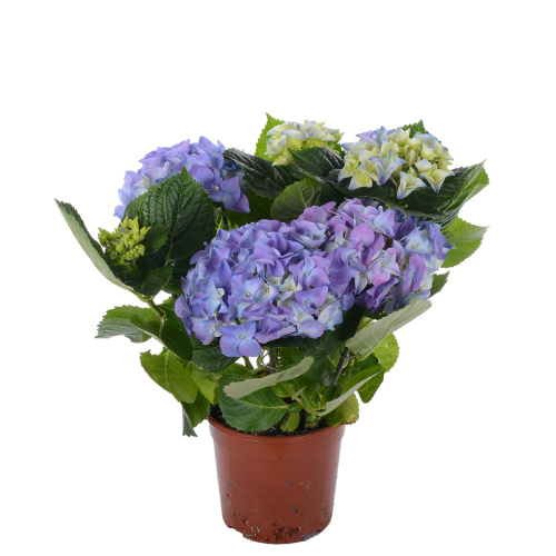 Гортензия блю 35/13 см