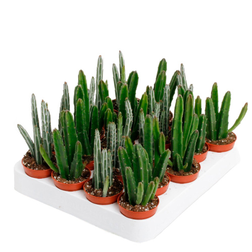 Кактус стапелия микс 10/5 см