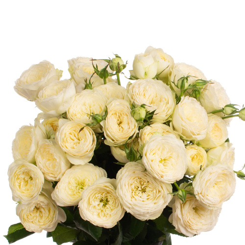 Новая белая (10 шт) рм