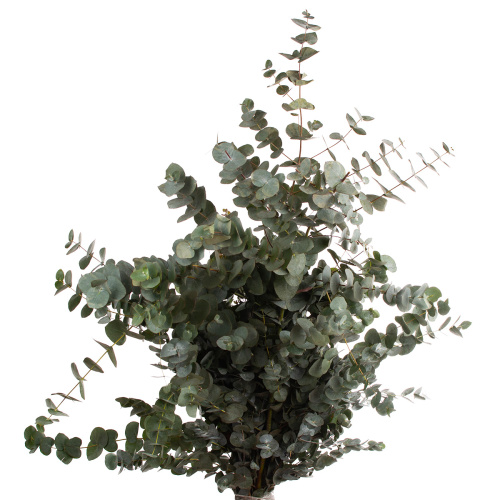 Эвкалипт цинерея Китай (банч)