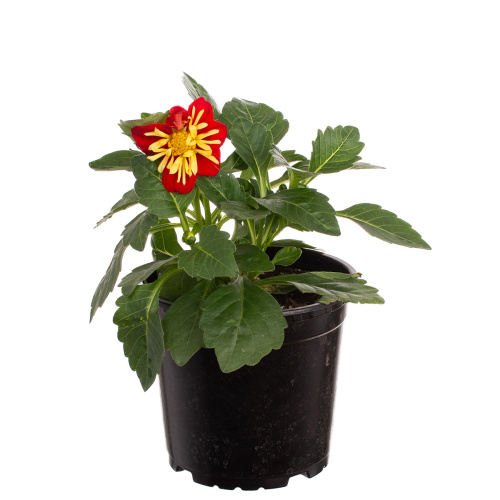 Георгин 20/12 см