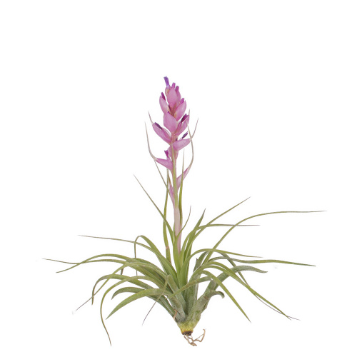 Тилландсия атмосферная 10 см