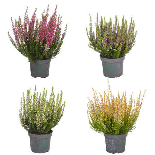 Каллуна микс 20/9 см