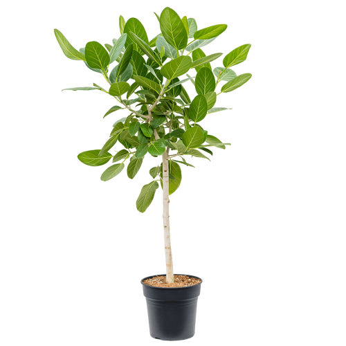 Фикус одри штамб 130/34 см