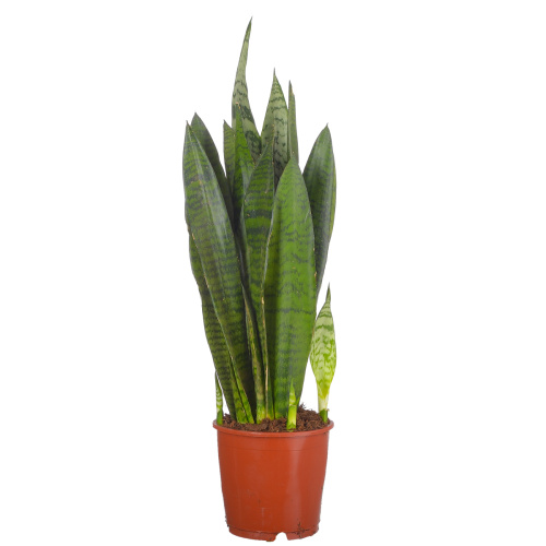 Сансевиерия зейланика 50/14 см