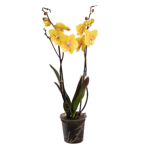 Орхидея фаленопсис манта палау 2 цв 60/12 см