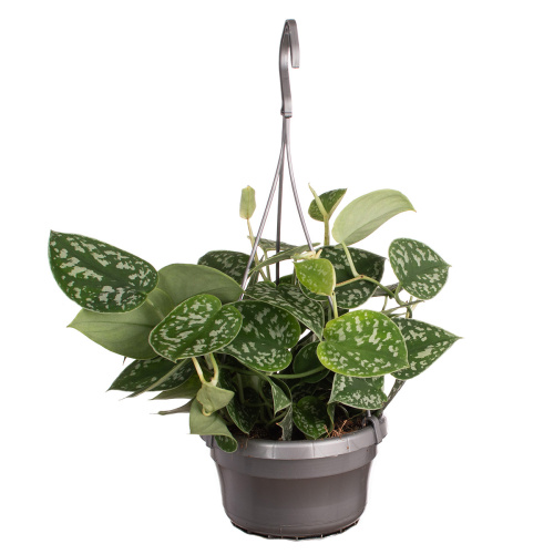 Сциндапсус аргиреус 30/14 см