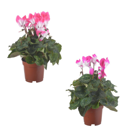 Цикламен индика 25/12 см