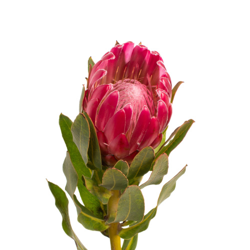 Протея бренда (1 шт)