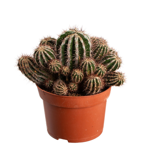 Кактус хаку джо мару 20/13 см