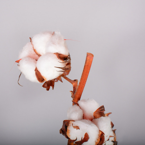 хлопок (1 шт)