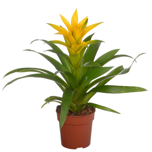 Гузмания дезир 45/12 см