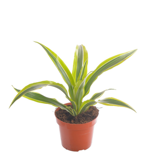 Драцена лемон лайм 35/12 см