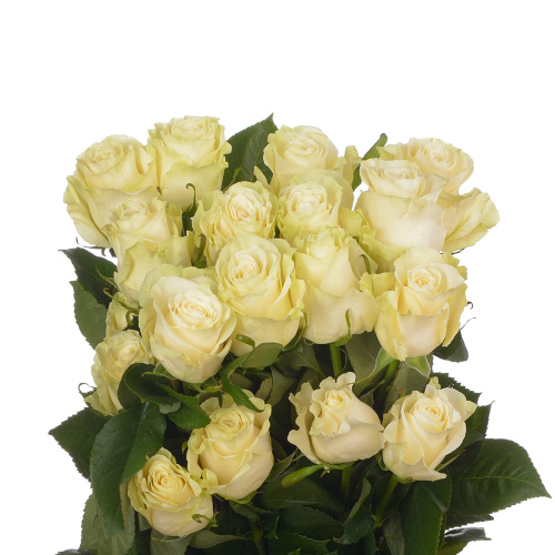 мондиаль 60 см (25 шт)