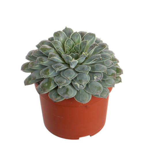 Эхиверия харт 15/10 см