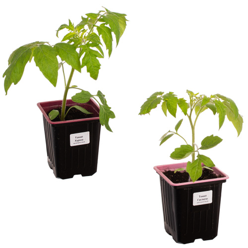 Томат 15/10 см