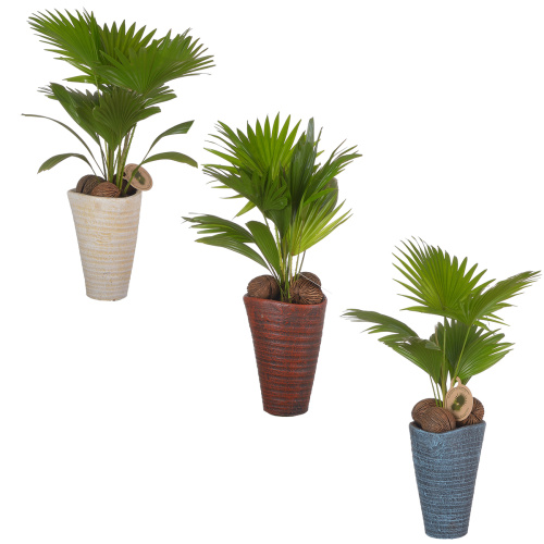 Ливистона ротундифолия в кермике 60/22 см