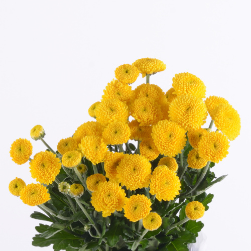 Лимончелло куст. (5 шт)