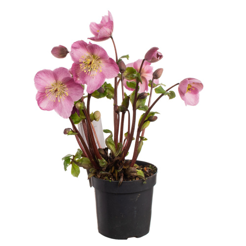 Геллеборус сифра 15/10 см