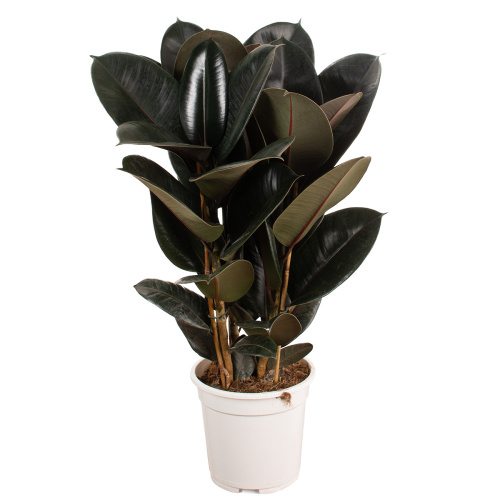 Фикус абиджан 80/21 см