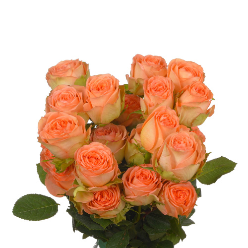 Кантри хом (25 шт)