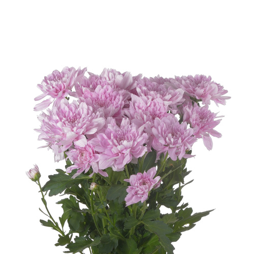 Калимба куст. (5 шт)