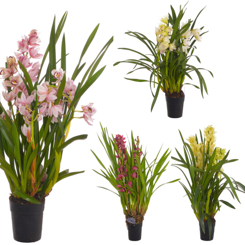 Орхидея цимбидиум микс 3 цв 70/14 см