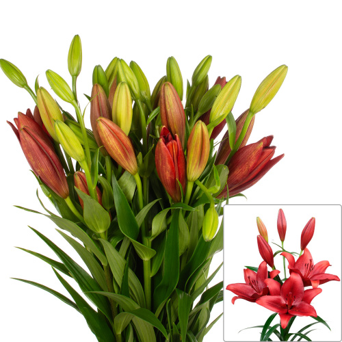 Лилия азиатская калабрия (10 шт)