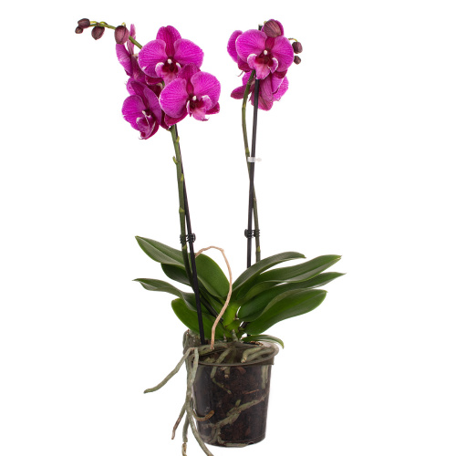 Орхидея фаленопсис джулита 2 цв 50/12 см
