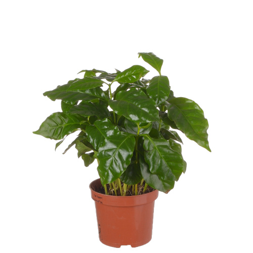 Кофе арабика 25/9 см