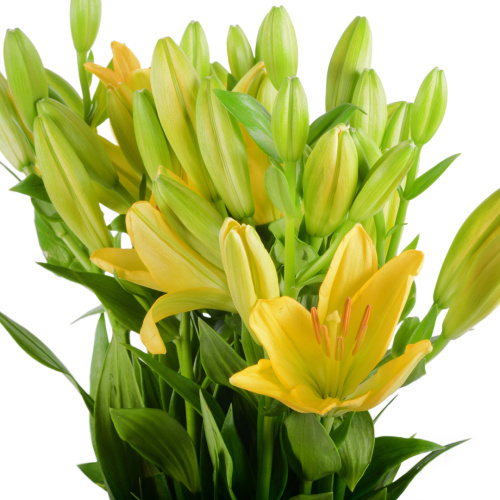 Лилия азиатская Нешвил (10 шт)