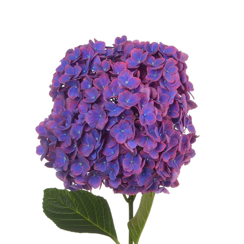 Гидрангея амбер (1 шт)