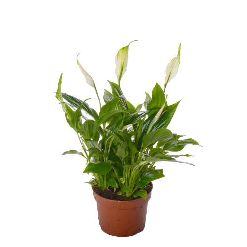 спатифиллум шопен 35/10 см