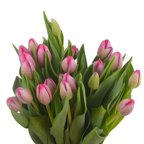 Тюльпан пума (25 шт)