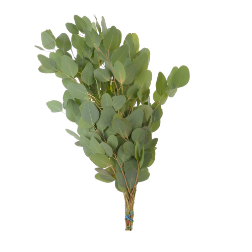 Эвкалипт популус (банч)