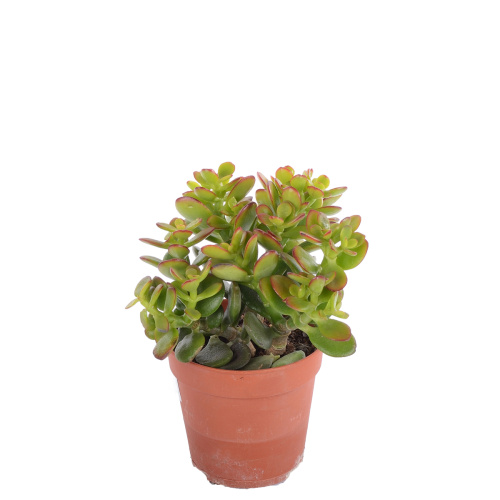 Крассула Овата минор 20/12 см