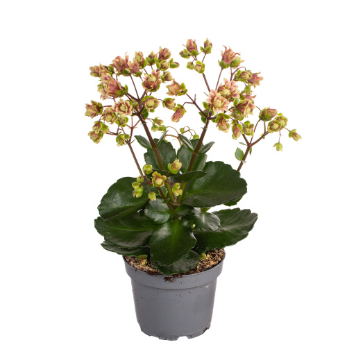 Каланхое уайлд джаз 30/10 см