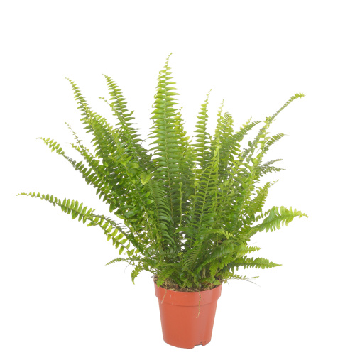 Нефролепис грин леди 35/12 см