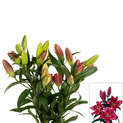 Лилия карбонеро (5 шт)