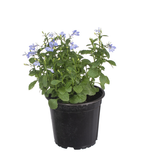 Лобелия ампельная 20/12 см (т)