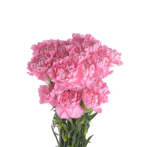 Гвоздика розовая (25 шт)