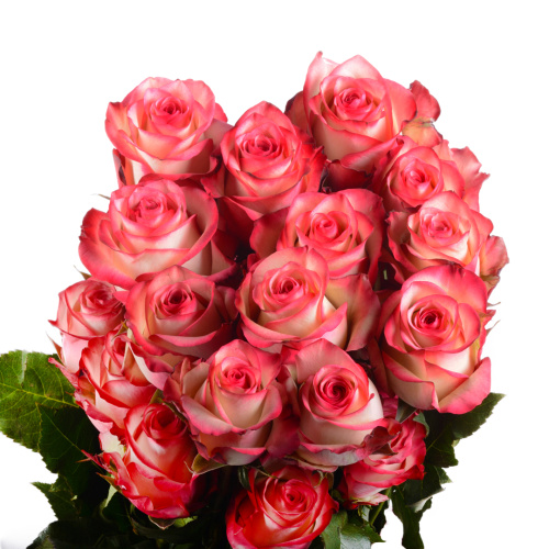 Палома (25 шт)