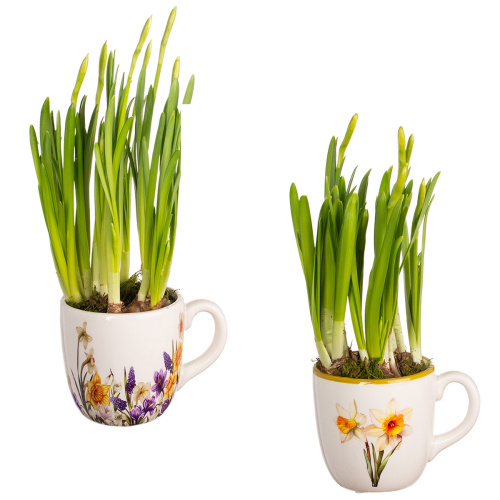 Нарцисс в деко кашпо 17/14 см