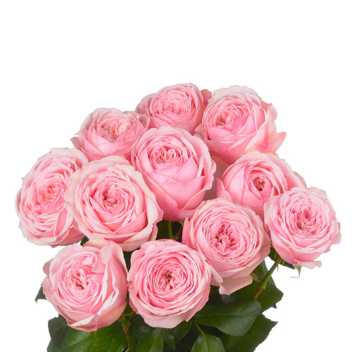 Мансфильд парк пинк садовая (10 шт) рм