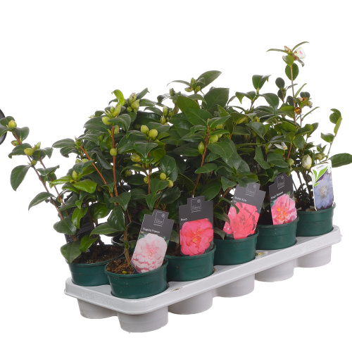 Камелия японика 40/12 см