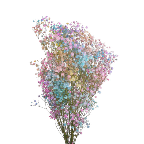 Гипсофила крашеная (5 шт)