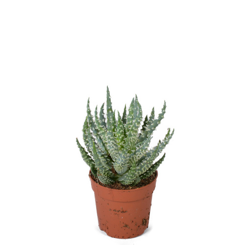 алоэ хумилис 10/6 см