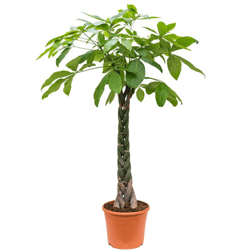 Пахира агуатика 190/35 см