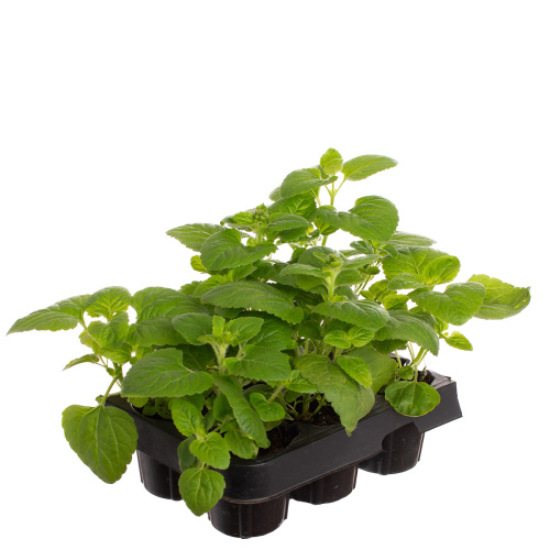 Рассада агератум (х6)