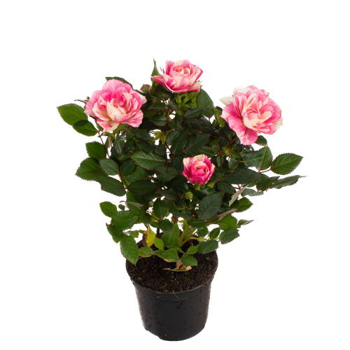 Роза пия 20/7 см